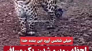 لحظه روبهرو شدن یک مسافر با پلنگ در جنگلهای مازندران