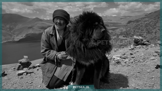 ماستیف تبتی | نماد غرور، قدرت و وفاداری باستانی