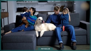 سگ لابرادور رتریور | همراه باهوش ، مهربان و همیشه آماده برای خدمت