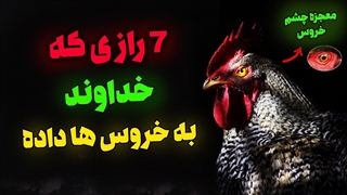 7 راز بزرگ و باور نکردنی که خداوند به خروس ها داده و شما از آن اطلاع ندارید !