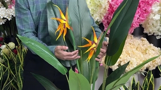 درختچه استرلیتزیا پرنده بهشتی گلدار