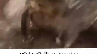 .H.                b.       d.   t.  m