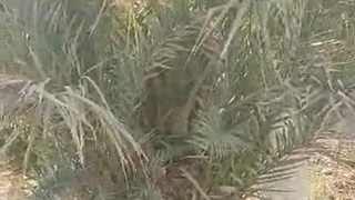 فروش پاجوش پیارم و نخل مجول در هرمزگان