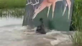 ایسگاه حیوانات را نگیرید