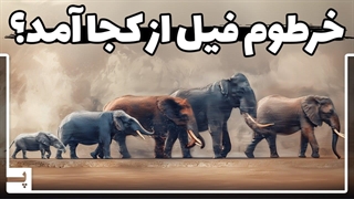 فیل ها از اول خرطوم نداشتند، خرطوم از کجا آمد؟