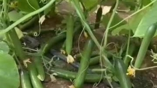 بازرگانی واردات و صادرات شهریاری در تهران