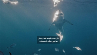 قانون بقا در ترید | اشتباهی که کوسه‌ ها هرگز نمیکنن