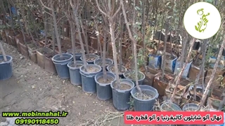 نهال آلو شابلون کالیفرنیا و آلو قطره‌طلا چهار‌ساله