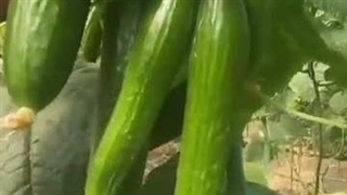 بازرگانی واردات و صادرات شهریاری در کرمان