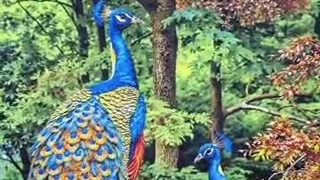 فروشگاه فرش و گلیم الماس هوم در زرند کرمان