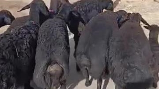 دامداری دام سبک نریمانی در میاندوآب