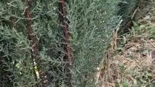 نهالستان استقلال در کوار