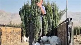 نهالستان استقلال در کوار