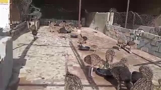 گوشت شترمرغ ساسانفر در شیراز