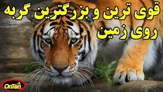 تکامل گربه ها و ببر بزرگترین و قوی ترین گربه باقی مانده درزمین