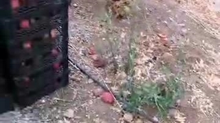 بارفروشی و حق العمل کاری میدان تره بار علی زاهدی در اهواز