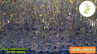 نهال گیلاس تکدانه | قبل از کاشت این نکات را بدانید