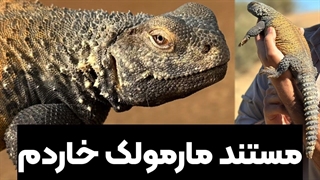 سوسمار عظیم الجسه ایرانی مارمولک خاردم میان رودان یا بین النهرین