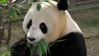 خرس های پاندا را هرگز دست کم نگیرید !