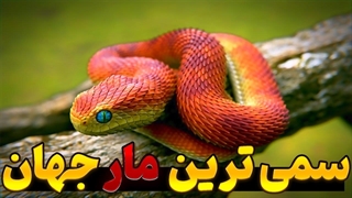 خطرناک ترین و مرگبارترین مار جهان:5تااز مارهای سمی در دنیا