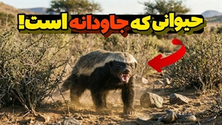 این موجود کوچک قانون طبیعت رو شکست! | راسوی عسل خوار.