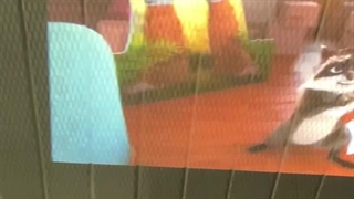 ویدئو پروژکتور WIMIUS P64 | سینمای خانگی اقتصادی و هوشمند