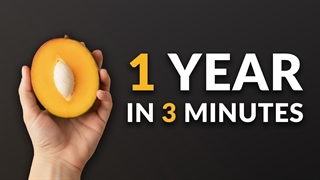 من این درخت انبه را از بذر پرورش دادم و رشد آن یک سال طول کشید.