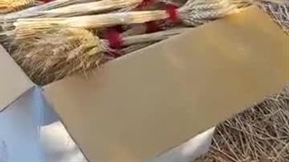 پرورش و پخش ماهی تزئینی قرمز یکتا در رشت