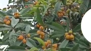 گلکده گلچا چابکسر