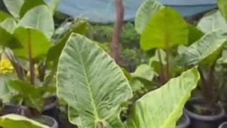 گلکده گلچا در چابکسر