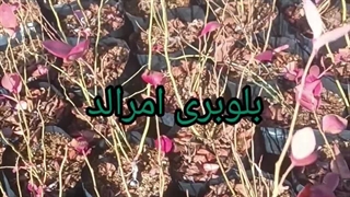 نهال بلوبری امرالد