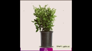 سفارش گلدان یاس هلندی