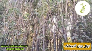 نهال زبان گنجشک ریشه‌پر | انتخابی مطمئن برای کاشت حرفه‌ای