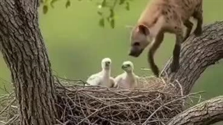 دست بالای دست بسیار است