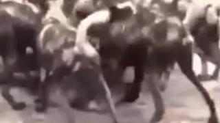 ذات اصلی اغتشاشگران