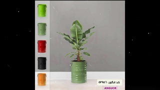 سفارش درخت موز خانگی