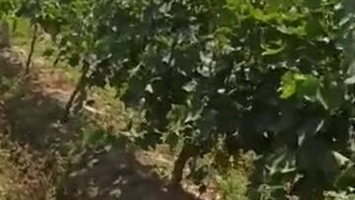 تور ضد پرنده بهترین محافظ محصولات کشاورزی و باغداری ۰۹۱۱۹۰۹۳۹۳۳