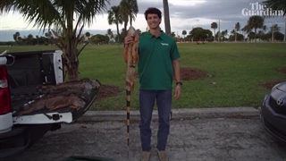 سقوط ایگواناهای سرمازده از درختان در فلوریدا