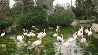 تنوع کم‌نظیر پرندگان در کیش با ثبت ۲۳۰ گونه