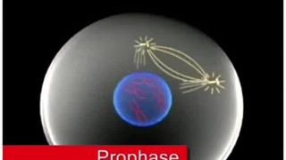 فیلم و انیمیشن تقسیم میتوز( رشتمان)