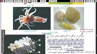 علوم نهم - فصل 13 - بی مهرگان -  بخش دوم
