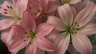 As beautiful as a lily flower♡
