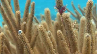 Coral reef