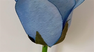گل زیبای آبی
