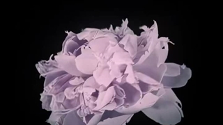 گل _ زیبایی