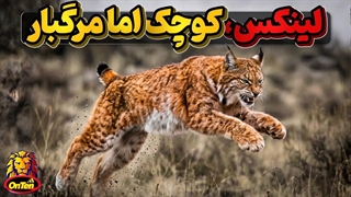 لینکس ، گربه سانی سریع و نترس که با بزرگتر از خودش درگیر میشود