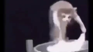 کت بانو