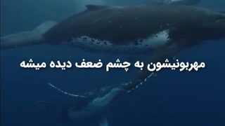 چقدر حق..  کـــــــــپ