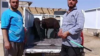 دامداری