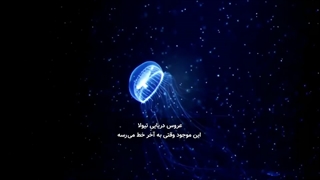چطور یک عروس دریایی نامیرا، حساب تریدرها را نجات می‌دهد؟